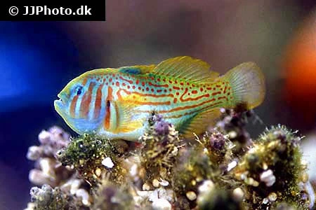Gobiodon Rivulatus